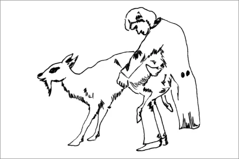 15_Sheep